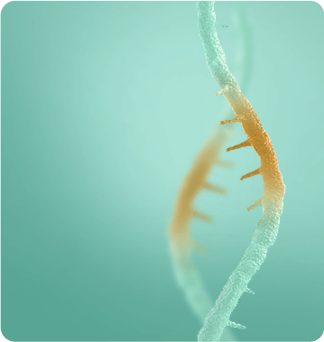 Single-StrandedDNASynthesis