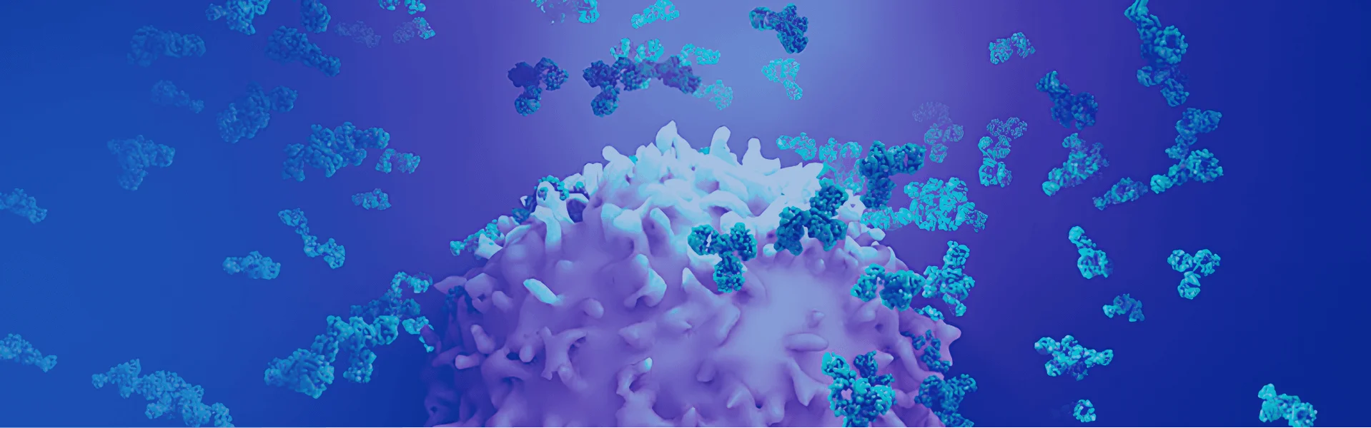 Custom Antibody Development and Engineering