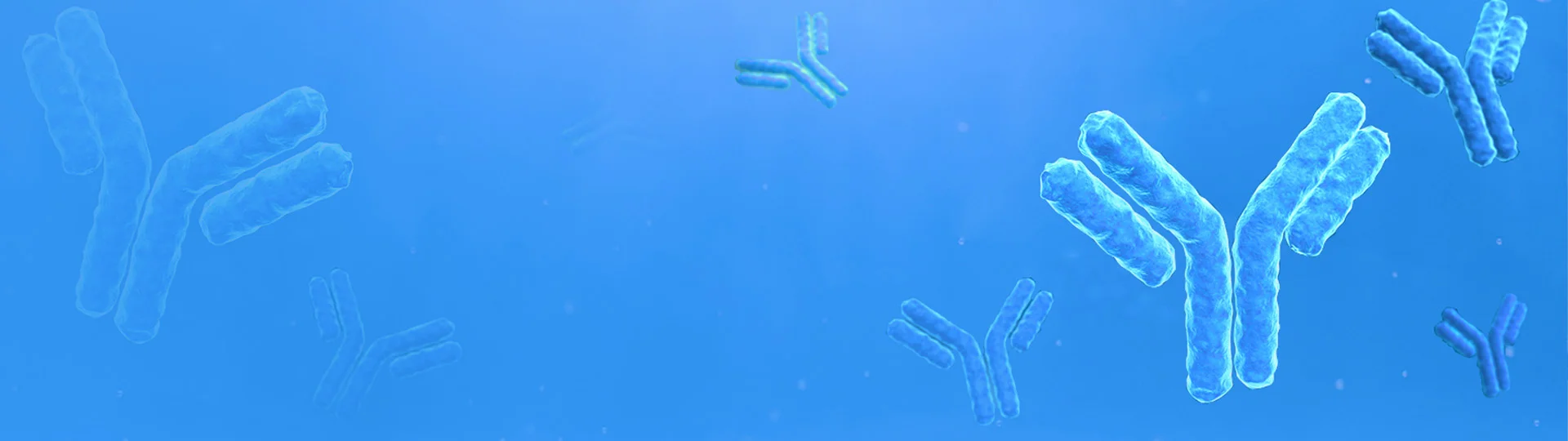 Mouse Hybridoma Monoclonal Antibody