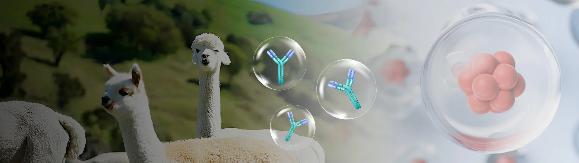Nanobody Library Construction and Screening