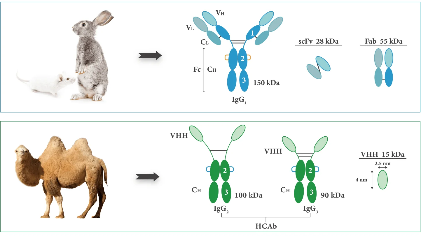 Nanobodies