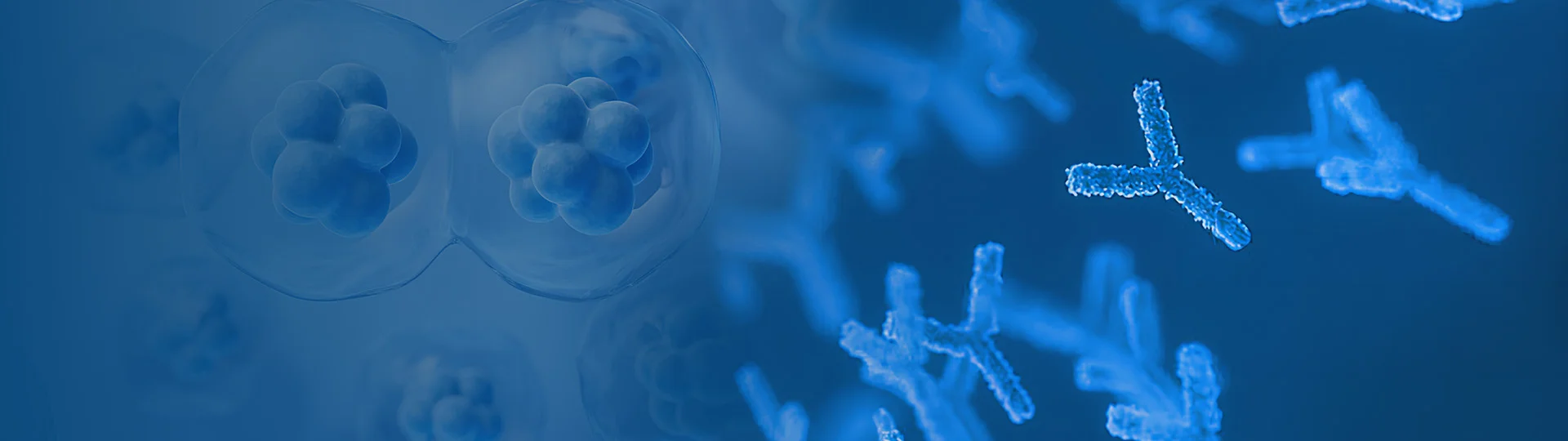 Single B Cell Monoclonal Antibody Service