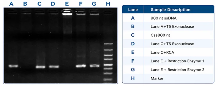 Nuclease