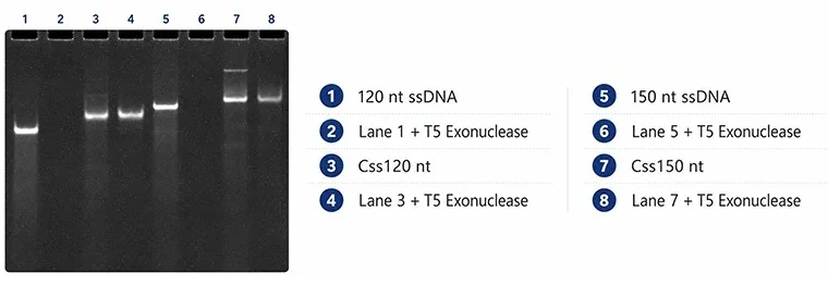 T5 Exonuclease Challenge of Linear and Circular ssDNA