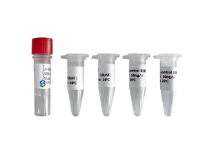 2×GenRec Recombinant Kit