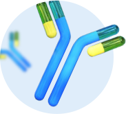 Molecular Cloning Competent Cell