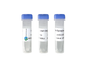 Uracil-DNA Glycosylase