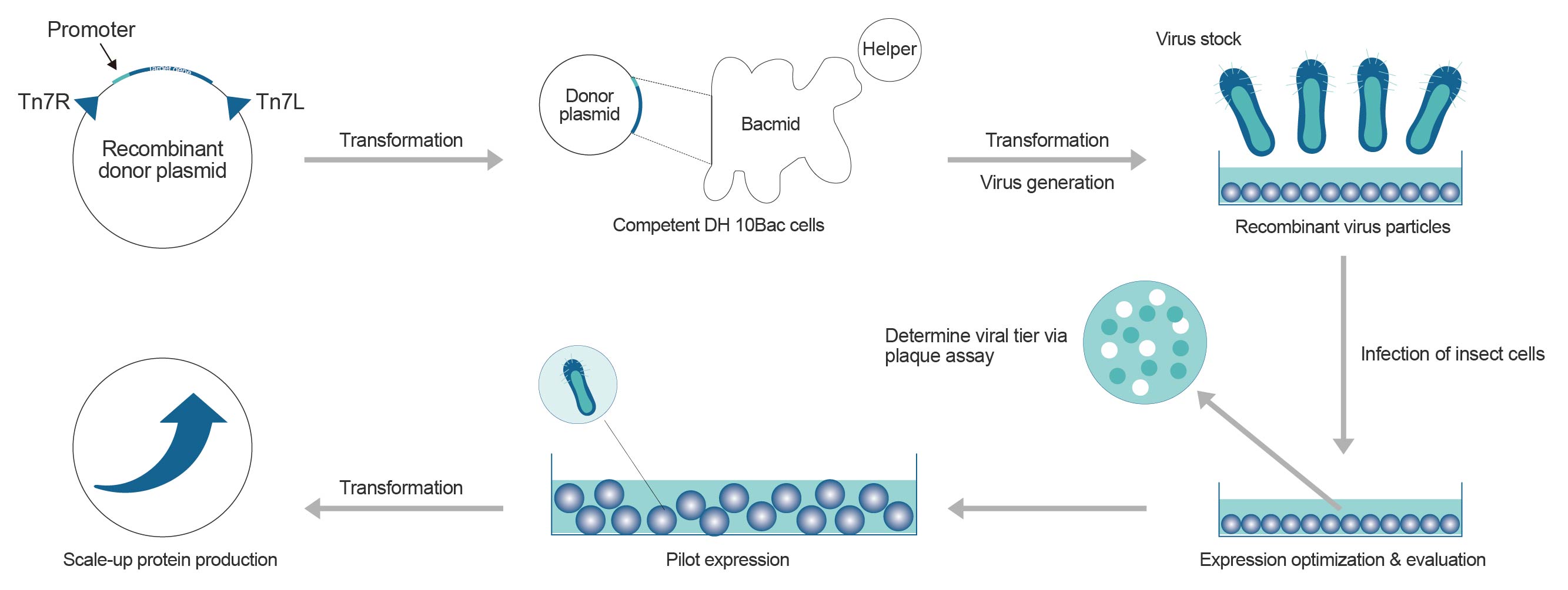 Insect_Cell_Expression