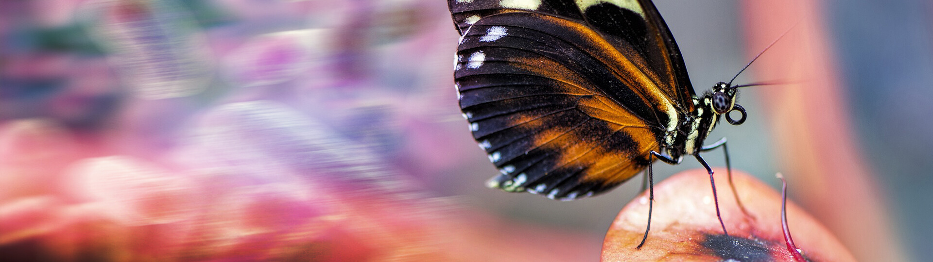 insect_cell_expression_banner