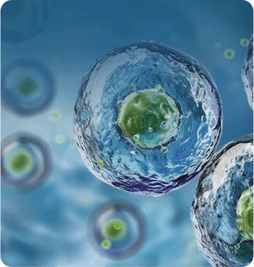 Protein Expression