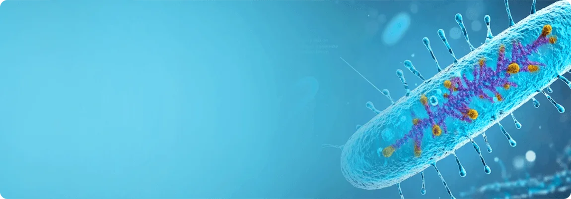 Plasmid DNA Preparation