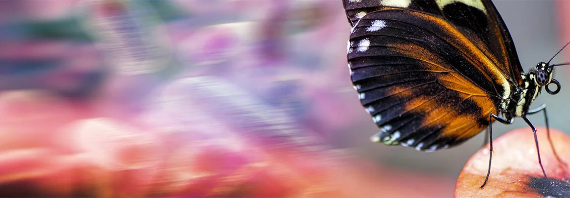 Insect Cell Expression Service