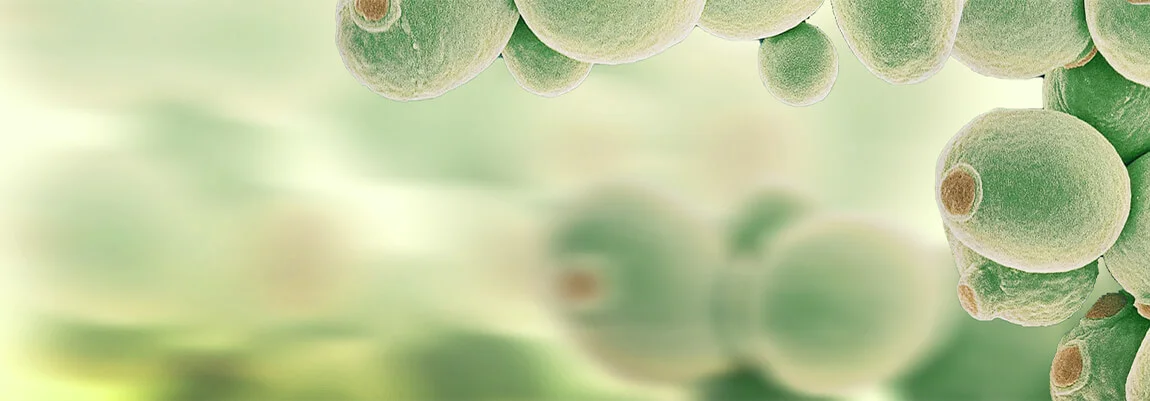Yeast Expression Service