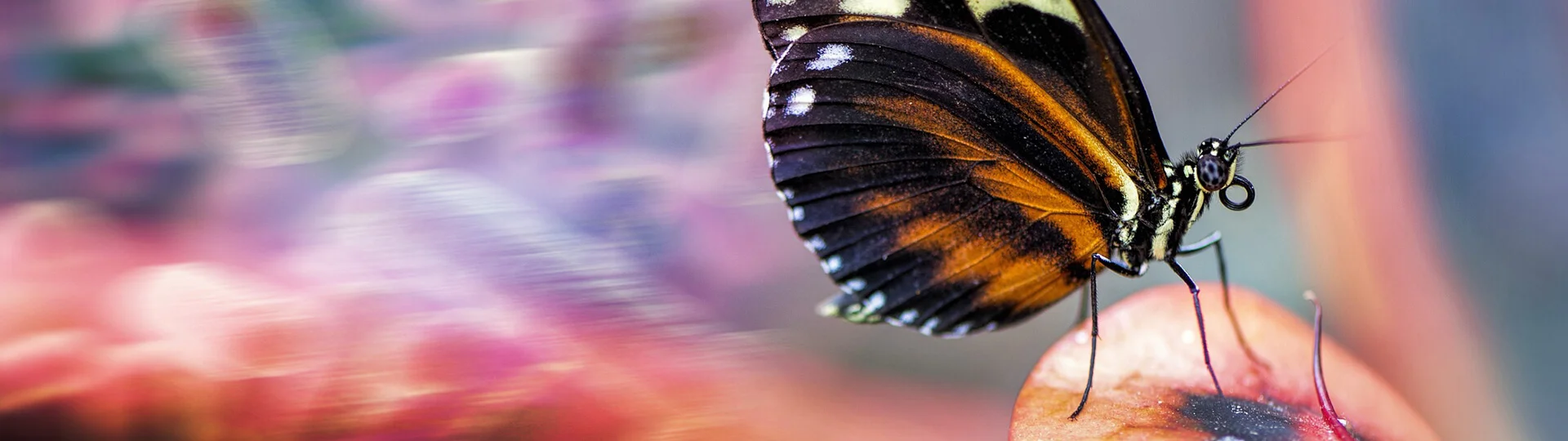 insect_cell_expression_banner