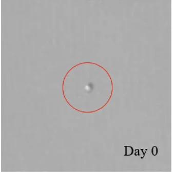 day0