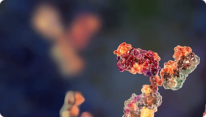 Antibody