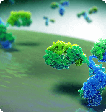 Recombinant-Antibody