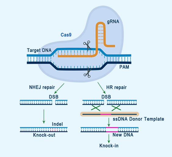 Single-Stranded-DNA-Synthesis_07