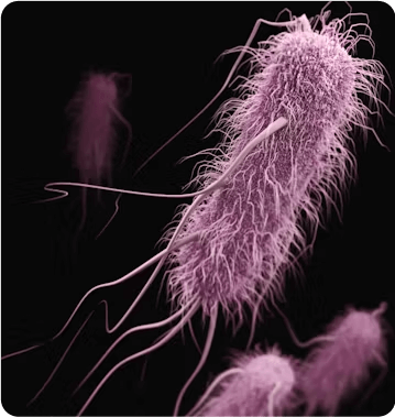 e-coli